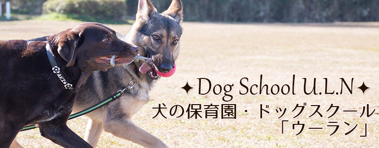 犬の保育園・ドッグトレーニング「ドッグスクールU.L.N（ウーラン）」