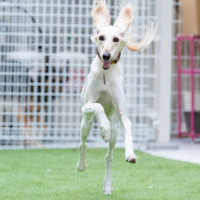 ドッグラン② 82chocolateドッグラン